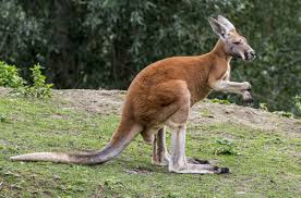See full list on adoptme.fandom.com How The Kangaroo Evolved With A Quick Jump Cosmos Magazine
