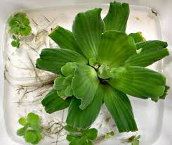 Image result for Pistia