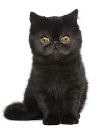 These felines have long and luxurious coats that are silky to the touch. Ultimate List Of Cat Breeds