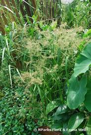 Image result for Cyperus digitatus