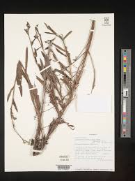 Image result for Cynoglossum coeruleum