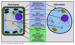 Me parecio muy chebre porque por medio de juegos aprendimos a ubicar las partes de la celula vegetal y animal. Etiquetar Una Actividad Celular Celulas Vegetales Y Animales
