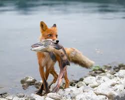 This Is What Happened That Male Lion Came Across A Female Cheetah And Her Two Subadult Cubs The Mother Stood Her Gr Animals Wild Pet Fox Animals Beautiful