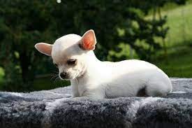 We did not find results for: Shih Tzu Chihuahua Mix Is This The Cutest Breed