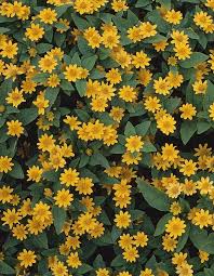 Check spelling or type a new query. 25 Colorful Types Of Daisies Daisy Varieties For Your Garden