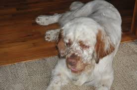 Look at pictures of clumber spaniel puppies who need a home. Trumpeter Golden Retrievers And Clumber S Clumber Spaniel Breeder In Exline Iowa