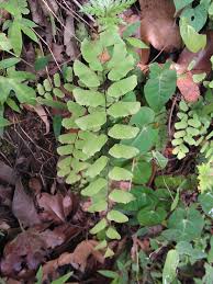 Image result for Adiantum vogelii