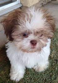 Shih Tzu Puppy Teething