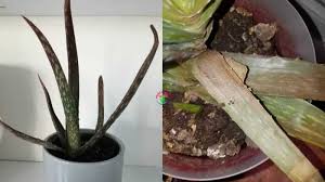 Help me figure it out. Aloe Vera Turning Brown And Soft 15 Causes And Solutions Garden For Indoor