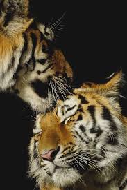 Motivationsforlife Brother S Kiss By Edward Lochmann Instagram Edited By Mfl Animals Beautiful Wild Cats Beautiful Cats