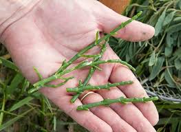 Les Bienfaits De La Salicorne Plante Maritime Plante Plantes Sauvages Comestibles Fleurs Comestibles