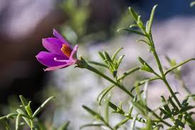 Image result for Afrosolen sandersonii