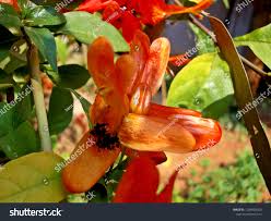 Image result for Ruttya fruticosa