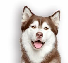 To bring whole food clusters to you, we built our own human food kitchen, and invented a unique process we call madehonest™. Holistic Vet In San Diego Ca Pet Acupuncture