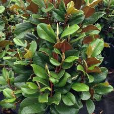 That said, they are sometimes clipped into a hedge, or even grown as an espalier! Magnolia Teddy Bear