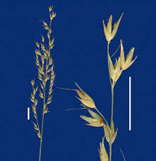 Image result for Arundinella