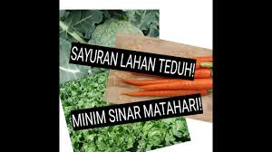 Selain jenis tanaman itu, banyak lagi yang dapat dibudidayakan dengan teknik hidroponik apabila dilakukan hanya pada kegiatan hobi saja. Sayuran Lahan Teduh Tahan Naungan Youtube