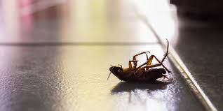 Their main goal is to capture the pests and hold them there until you dispose of the bugs. Best Roach Killers And Traps In 2021