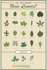 leaf identification guide infographic leaf