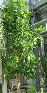 Image result for Euphorbia umbellata