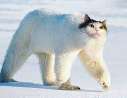 30 of the funniest cat pics of all time. This Artist Makes Funny And Creepy Cat Hybrids Bred In Photoshop Have Things Gone Too Far