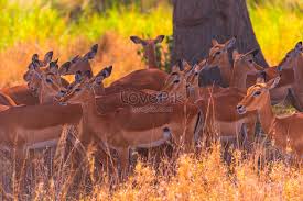 Dan walaupun mereka tidak sering menggigit. Kumpulan Antelope Gambar Unduh Gratis Imej 501322674 Format Jpg My Lovepik Com