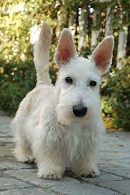 pin by dawn fortune on scotties and westies scottish terrier puppy terrier dogs scottie terrier