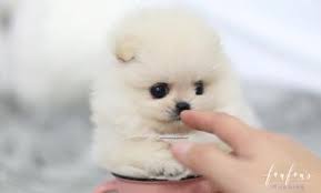 See more ideas about pomeranian puppy teacup, pomeranian puppy, teacup puppies. Teacup Pomeranian Puppies For Sale Micro Toy Pomsky Page 3 Foufou Puppies