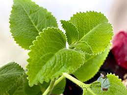 Identifikasi tanaman jamu daun oregano, daun, makanan, cabang png. Subur Plak Pokok Oregano Aku Aku Sis Lin