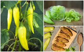 Question is, do you know when to pick banana peppers? 16 Banana Pepper Recipes You Need To Try