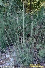 Image result for Equisetum ramosissimum