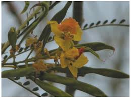 Phyllode is a petiole or shoot or rachis that ensuing from environmental modifications has modified the leaves of many monocotyledons are usually phyllode in origin. Parkinsonia Aculeata Eflora Of India