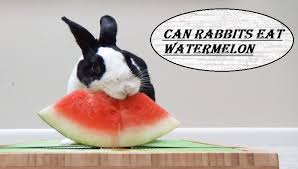 Maybe you would like to learn more about one of these? Can Rabbits Eat Watermelon Rind Seeds Leaves Plant