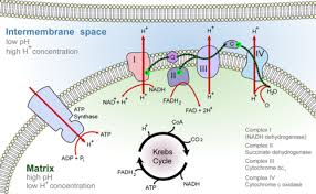 powering the cell cellular respiration ck 12 foundation