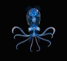 Sharpear Enope Squid Ocean Animals Animals Oceans Of The World