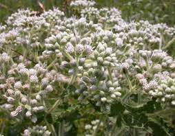 Maybe you would like to learn more about one of these? American Boneset Common Boneset Missouri Department Of Conservation