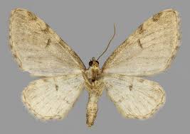 Image result for Eupithecia actaeata
