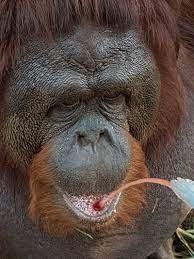 (orang utan are mostly found at the east malaysia by the way.). Program Reviews Volunteer Truth