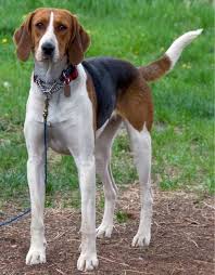 The saying 'train them while they're young' not only applies to kids but to puppies as well. Beautiful American English Foxhound Puppy Dog Hound Dogs American Foxhound The Fox And The Hound Foxhound Dog