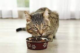 Figuring out the best foods to eat when you have diabetes can be tough. Does Diet Matter When Treating Feline Diabetes Mellitus