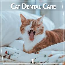 Attracting attention on instagram in march 2020, bingus' popularity exploded in september after he appeared in a viral reddit post, which later resulted in online users referring to all sphynx's as bingus. Cat Dental Care When Toothbrushes Aren T Enough Jeffers Blogs