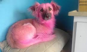 O cachorro, independentemente da idade e raça, precisa de uma casa adaptada para viver bem. Idosa Compra Shampoo Errado E Deixa Cachorro Rosa