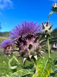 Image result for Cynara cardunculus