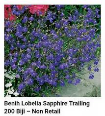Bibitbunga.com, situs penyedia segala kebutuhan berkebun dan pertanian di indonesia. Benih Bunga Lobelia Order Wa Jual Bibit Bunga Murah Facebook