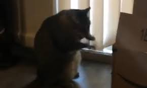 We did not find results for: Phoenix Fat Cat Plays The Drums On An Amazon Box Daily Mail Online