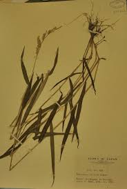 Image result for Eriochloa meyeriana