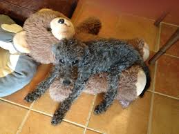 The day we picked up our little harry.also visitors coming to see our new puppy. Bedlington Terrier Puppy Vicki Clemerson Flickr