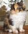 Calico Persian Kittens | Calico Persian Cats | Calico Cats ...