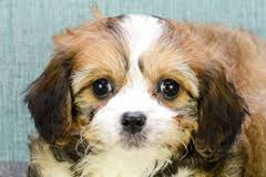 Cavachon puppies are a hybrid breed between the cavalier king charles spanieland bichon frise. Puppies For Sale In Texas Small Breed Pups For Adoption In Dallas Houston Tx Louisiana Cavachon Puppies Cavapoo Puppies For Sale Cavachon