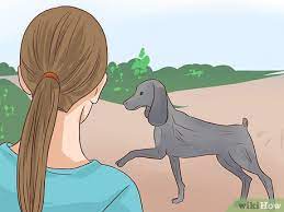 3 Ways To Prevent Eclampsia In Dogs - Wikihow Pet
